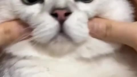 Funny cat 🥰🥰, cute cat 🐈🐈