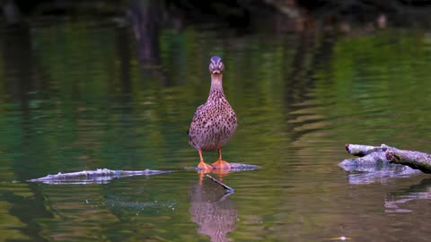 duck-mallard-bird-water-bird