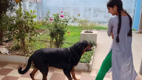 Jerry ​​became very excited to meet baby and puppy || German Shepherd