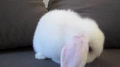 Cute Baby Bunny Washing Her Face