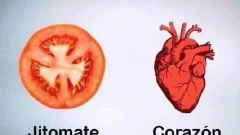 vegetales y cuerpo humano similaridades, universo inteligente consciente