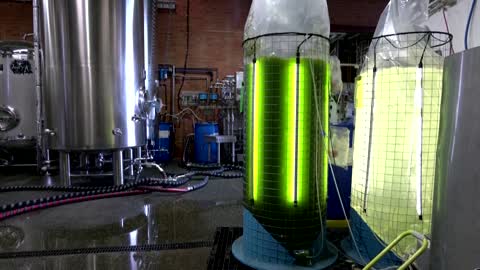 Aussie beer brewed using algae to help cut emissions