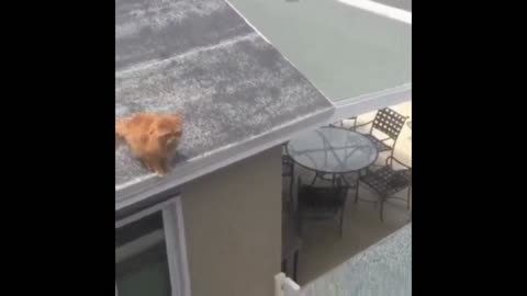 Gif video of cat missing the jump