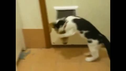 funny cat dog fight