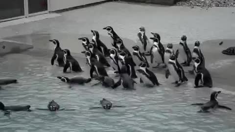 Penguins just being cute