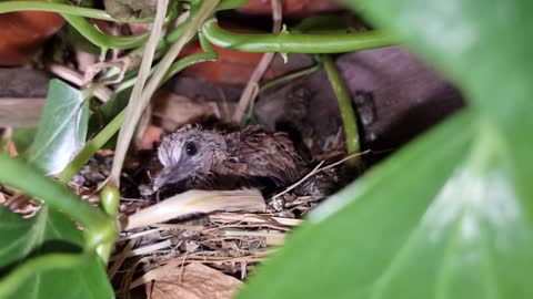 Ruddy Ground-Dove nest with cute baby birds