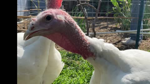 Fixed! Here is the video of the garden harvest and feeding the turkeys and chickens.