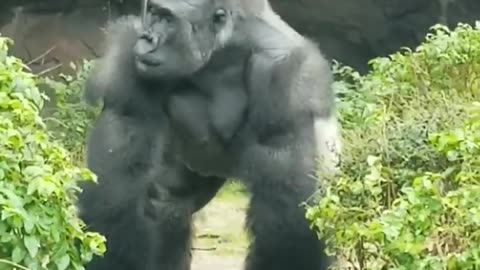 Squirrel #Gorilla