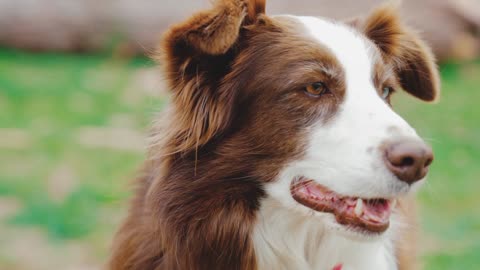 Unique Dog with Two different Eye Colors