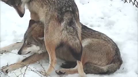 Wolf Sits on Her Sister's