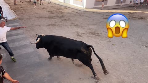 Toros en las calles de España