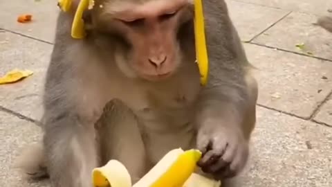 monkey food banana