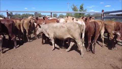 Holly Downs 38 Composite Heifers