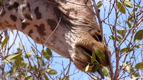 Untamed Wilderness: Experiencing the Animals of Tanzania and Kenya's Jungles