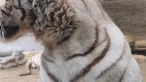 The white tiger cleans the glass