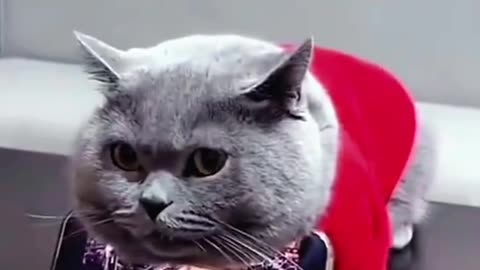 Gray Cat annoyed face because he was told to hold his master's cellphone