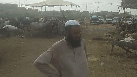 Eid Qurbani Bakra Mandi