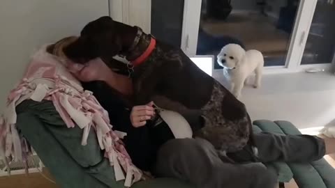 Dog kissing girls