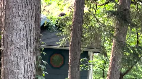 Black Bear Cub Feasts on Cherry Tree