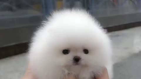 Cute white miniteacup Pomeranian puppy video. check the reaction of cute puppy