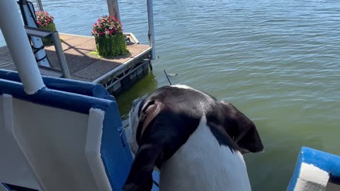 Great Dane is afraid of turtle !