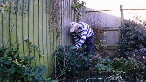 rose pruning and shrub removal's