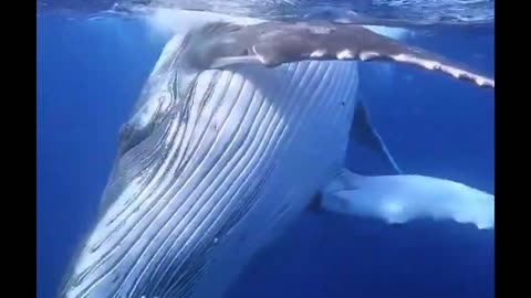 Beautiful Whale 🤿❤️🐋