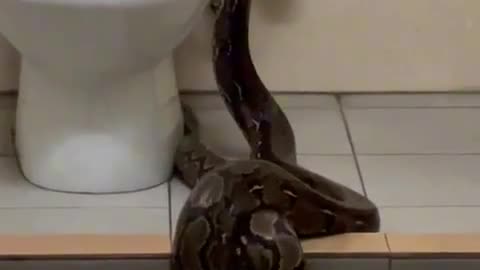 Big paton/snake entered the toilet/closet