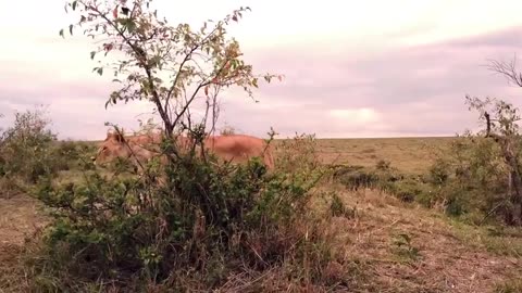 Pride Of Africa - Lions Hunting Buffalo - Live from Maasai Mara