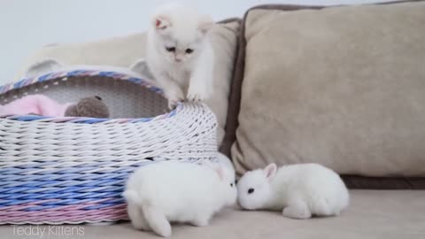 White kitten and white tiny bunnies | it's so cute !