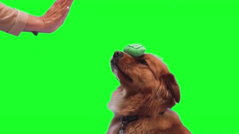 Green screen dog training | Puppy hand shake video| Dog funny no