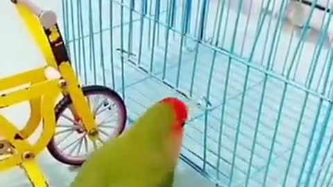 Parrot smart