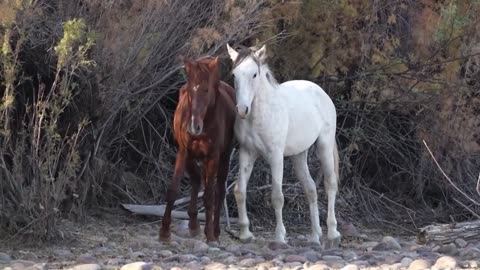 Colorful sounds of domestic farm animals: sheep, horse, cow, llama, chicken, pig, goose, cat, donkey