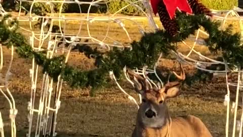 Buck Wants to Join Santa