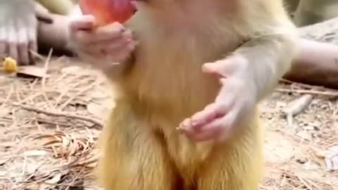 Funny monkey baby