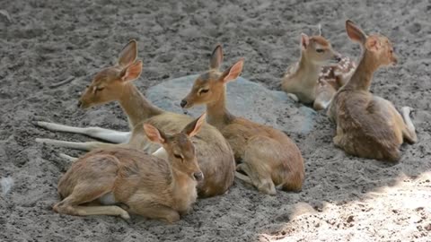 Sika deer resting