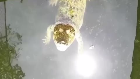 Saltwater Crocodile Jumping Up For A Snack