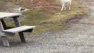 Duck Chases Dog Out of Pond