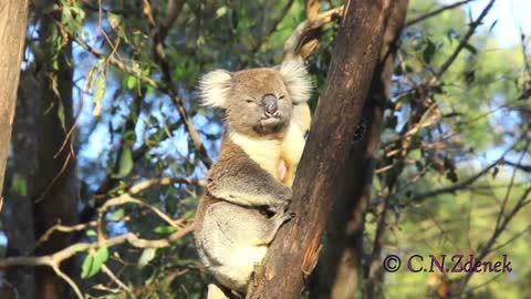 A Wild Male Koala Bellows, by