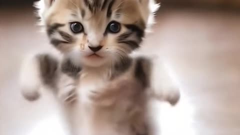 Cute Cat Dance move!!