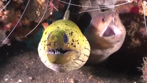 There are more than 100 species of moray eel in the ocean