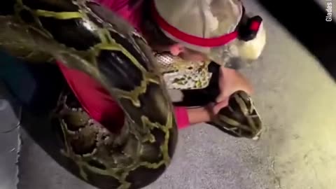 Florida Man Wrestles Record-Breaking Python