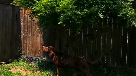 Pet lab pointing hiding squirrel