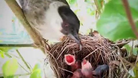 Mother_Bird_Feeding_Chicks