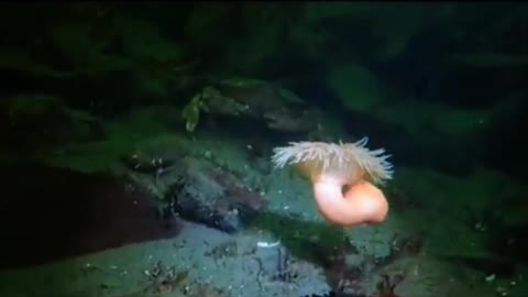 Anemone Move Away from Predators