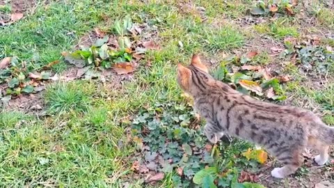 Cute kitten plays interesting games 🥰 Cute and beautiful kitten #kitten #catvideos #kittens