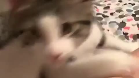 Relatable Cat Video I cute cat videos I