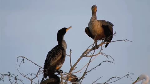 Beauty of the Creator. Birds/Animals