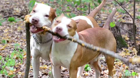 Dogs in forest