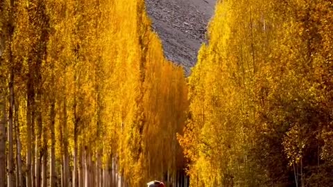 The ginkgo never fails to be autumn